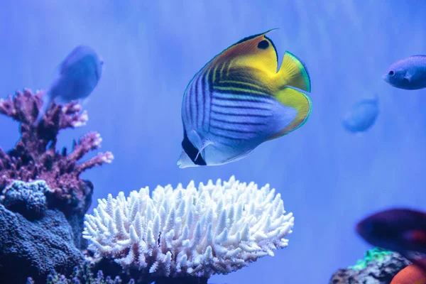 Rakun Kelebek Balığı Chaetodon Lunula