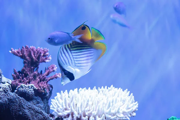 Rakun Kelebek Balığı Chaetodon Lunula