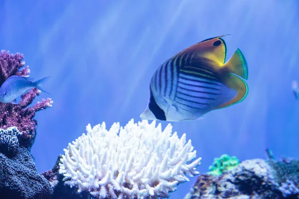 Balık Kelebek - Coral Reef Kartvizit 27