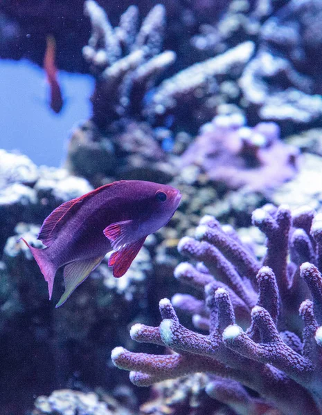 Vermelho escuro Cirrhilabrus sailfin fada wrasse — Fotografia de Stock