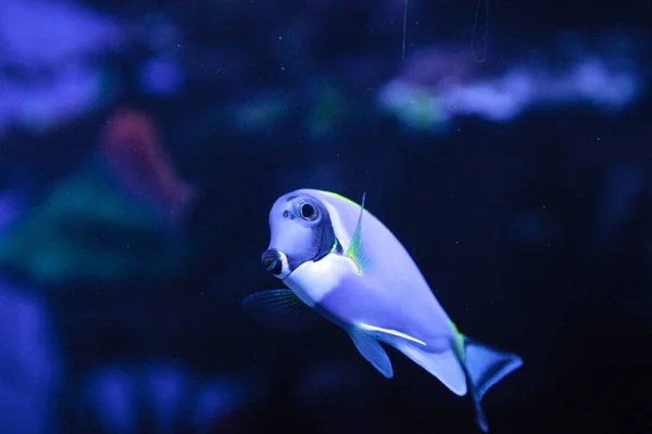 Pó-azul tang fish Acanthurus leucosternon — Fotografia de Stock