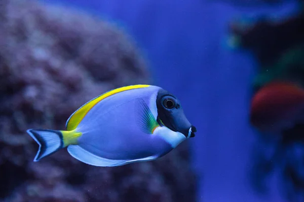 Polvere blu pesce codolo Acanthurus leucosternon — Foto Stock