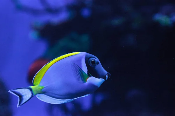 Pó-azul tang fish Acanthurus leucosternon — Fotografia de Stock