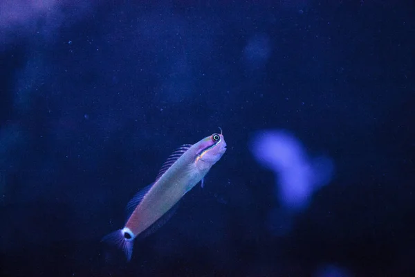 Codamacchiata Blenny Ecsenius stigmatura — Foto Stock