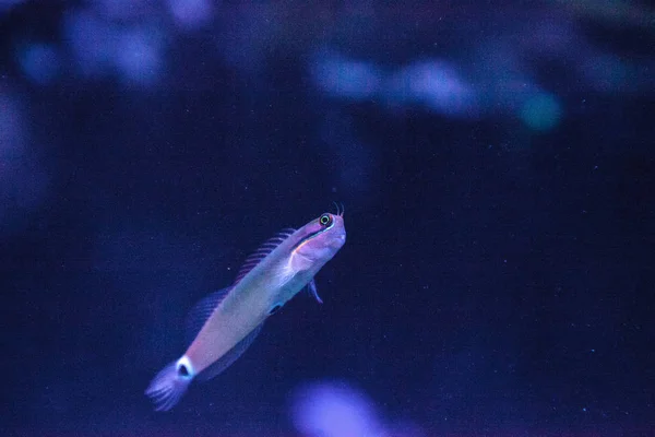 Tailspot Blenny, Ecsenius stigmatura — Stockfoto