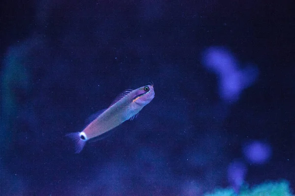 Mancha trasera Blenny Ecsenius stigmatura — Foto de Stock