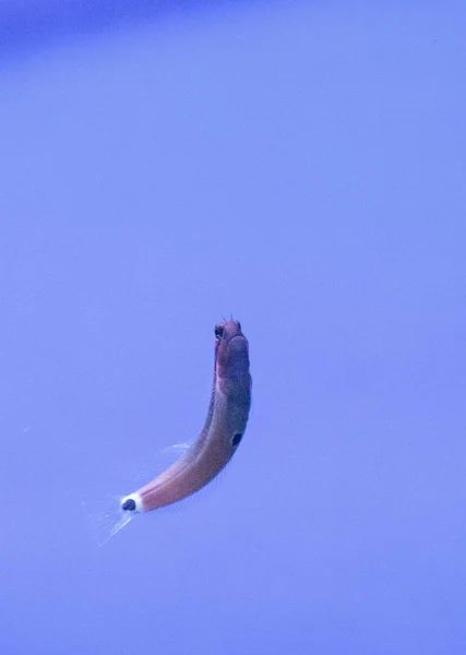 Mancha traseira Blenny Ecsenius stigmatura — Fotografia de Stock