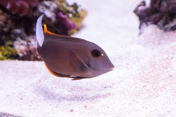 Tomini Tang balık Ctenochaetus tominiensis — Stok fotoğraf