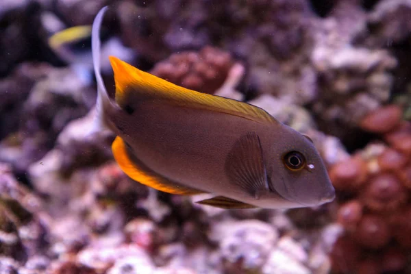 Tomini tominiensis de Ctenochaetus dos peixes da espiga — Fotografia de Stock