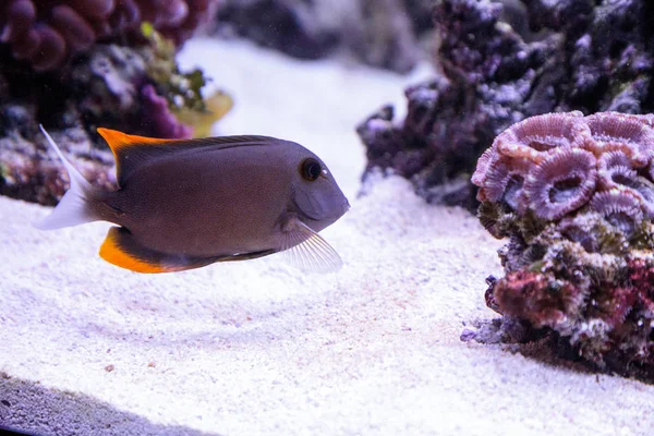 トミニタン魚クノカエトゥストミニエンシス — ストック写真