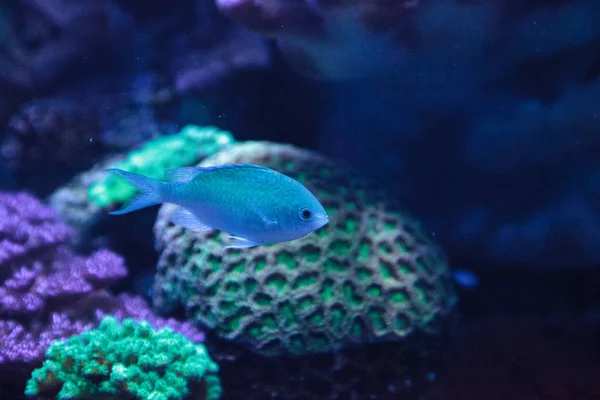 Niebieski zielony Vanderbiltów chomis ryb, Chromis vanderbilti — Zdjęcie stockowe