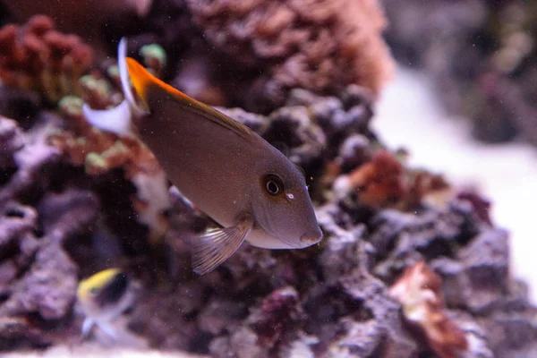 Tomini tominiensis de Ctenochaetus dos peixes da espiga — Fotografia de Stock