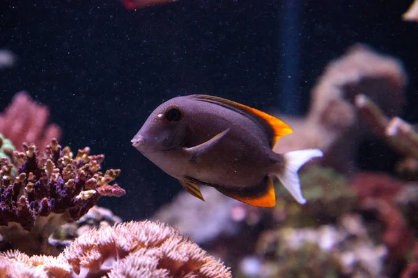 Tomini tominiensis de Ctenochaetus dos peixes da espiga — Fotografia de Stock