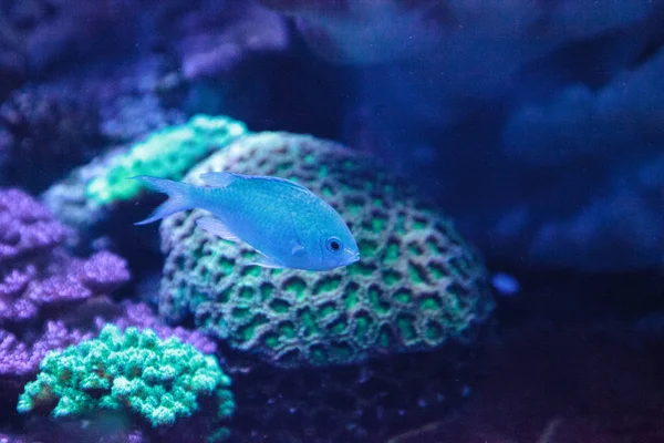 Blue Green Vanderbildta chomis ryby, Chromis vanderbilti — Stock fotografie