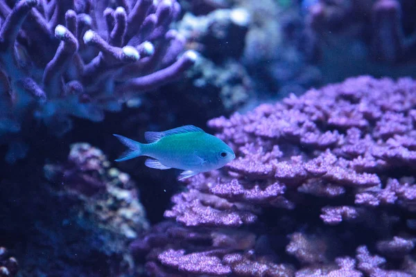 Azul Verde Vanderbilts peixe chomis, Chromis vanderbilti — Fotografia de Stock