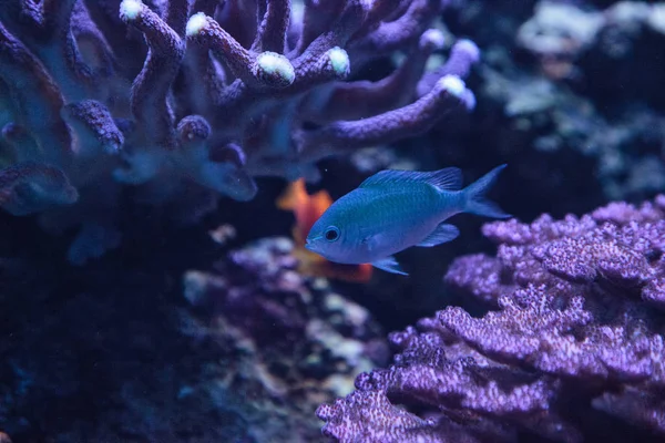 Biru Hijau Vanderbilts ikan chomis, Chromis vanderbilti — Stok Foto