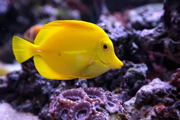 Yellow tang fish, Zebrasoma flavenscens — Stock Photo, Image