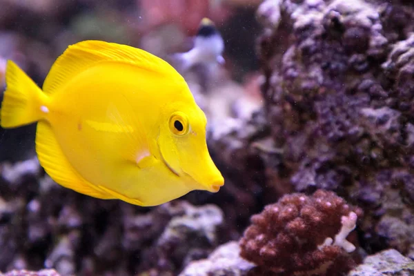 Yellow tang fish, Zebrasoma flavenscens — Stock Photo, Image