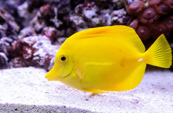 Peixe-tang-amarelo, Zebrasoma flavenscens — Fotografia de Stock