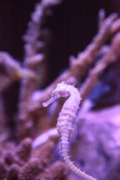 Zebra-focinho cavalo-marinho Hippocampus barbouri — Fotografia de Stock