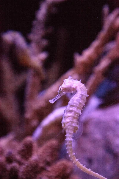 Zebra-focinho cavalo-marinho Hippocampus barbouri — Fotografia de Stock