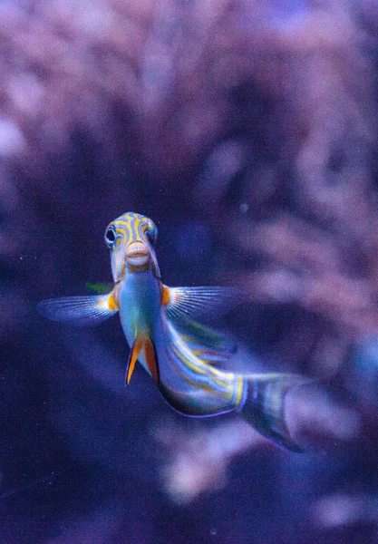 Peixe-cirurgião listrado Acanthurus lineatus — Fotografia de Stock