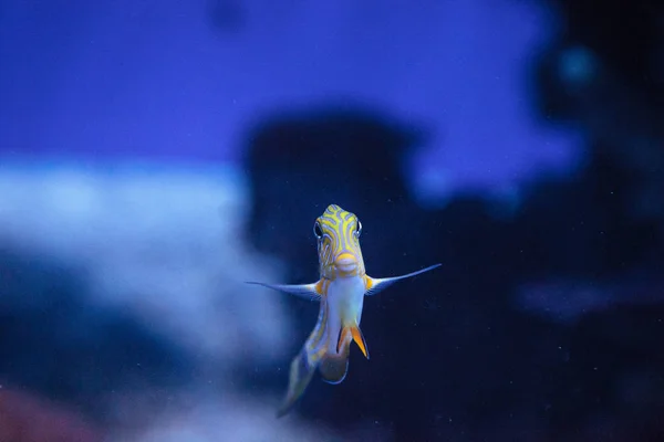 Peixe-cirurgião listrado Acanthurus lineatus — Fotografia de Stock