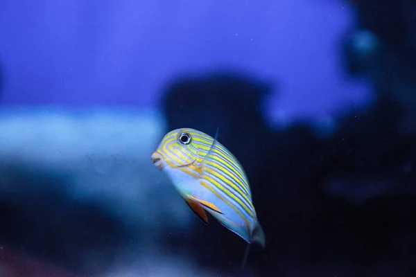 Gestreifter Doktorfisch Acanthurus lineatus — Stockfoto