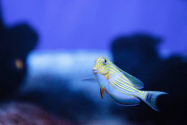 Surgeonfish bergaris keturunan Acanthurus — Stok Foto
