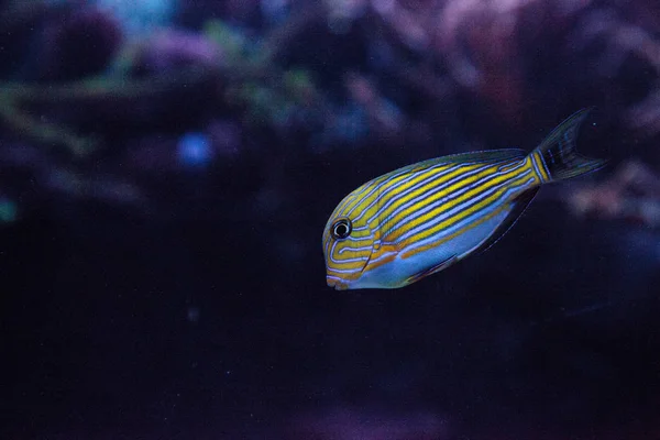 Peixe-cirurgião listrado Acanthurus lineatus — Fotografia de Stock