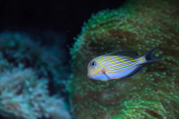 Peixe-cirurgião listrado Acanthurus lineatus — Fotografia de Stock