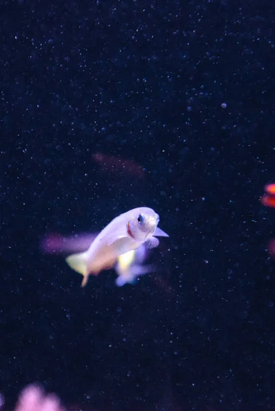 Shotsilk goby Ptereleotris zebra — Fotografia de Stock