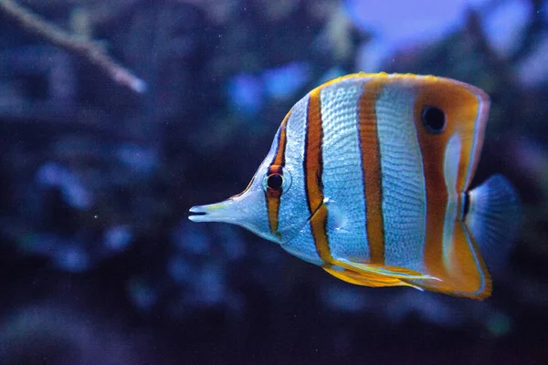 Copper-banded butterflyfish, Chelmon rostratus — Stockfoto