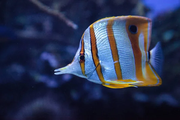Butterflyfish de cobre, Chelmon rostratus — Fotografia de Stock