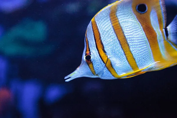 Butterflyfish de cobre, Chelmon rostratus — Fotografia de Stock