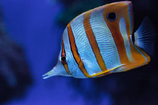 Copper-banded butterflyfish, Chelmon rostratus — Stockfoto