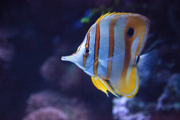 Copper-banded butterflyfish, Chelmon rostratus — Stockfoto