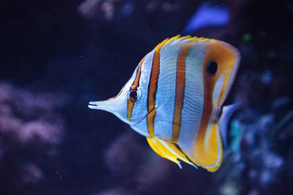 Copper-banded butterflyfish, Chelmon rostratus — Stockfoto