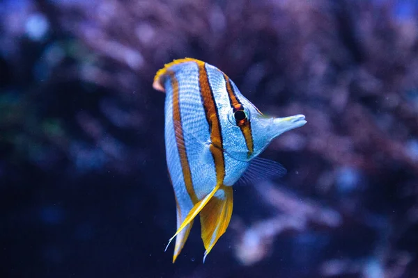 Copper-banded butterflyfish, Chelmon rostratus — Stockfoto