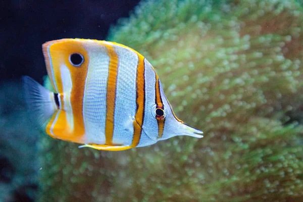 Copper-banded butterflyfish, Chelmon rostratus — Stock Photo, Image