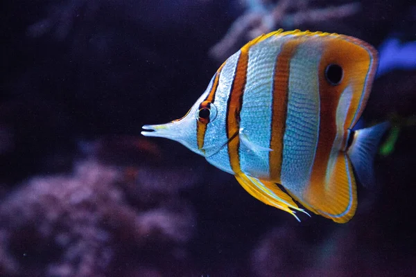 Butterflyfish de cobre, Chelmon rostratus — Fotografia de Stock