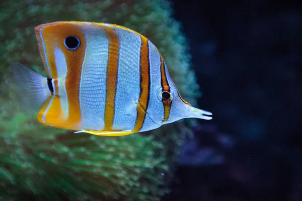 Butterflyfish de cobre, Chelmon rostratus — Fotografia de Stock