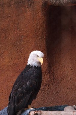 Kel kartal haliaeetus leucocephalus