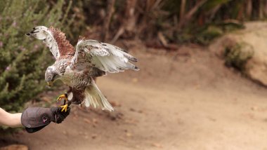 Ferruginous Şahin Şahin regalis uçan