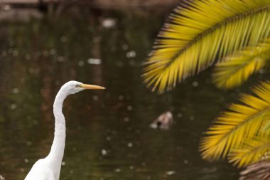 Büyük ak balıkçıl kuş, Ardea alba