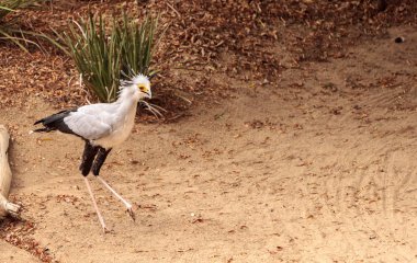 Secretarybird yay serpentarius 