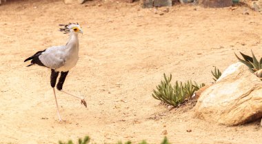 Secretarybird yay serpentarius