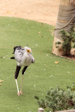 Secretarybird yay serpentarius