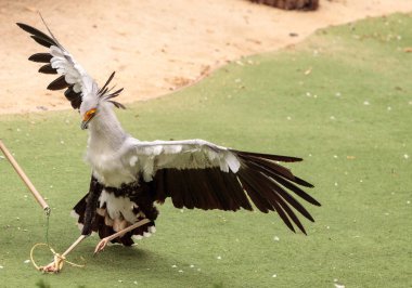 Secretarybird yay serpentarius