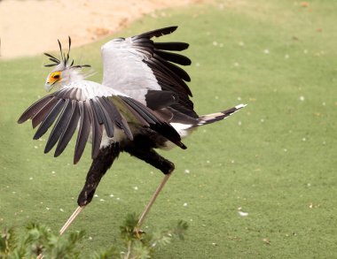 Secretarybird yay serpentarius